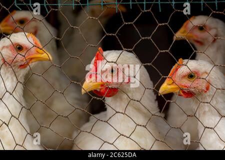 Young white chicken. Looks through the wire netting. Chicken behind a metal gray fence net on a farm Stock Photo