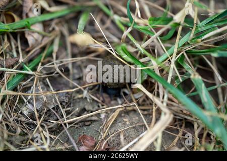 dung beetle close up macro Stock Photo