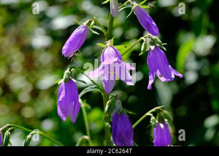 Lovely violet bell shaped flowers of a harebell (Campanula rotundifolia) in a Glebe garden, Ottawa, Ontario, Canada. Stock Photo