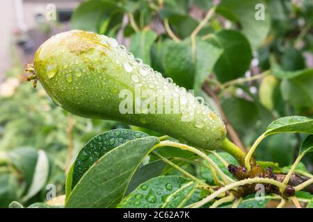 Pear with water droplets on the surface after a rainy day Stock Photo
