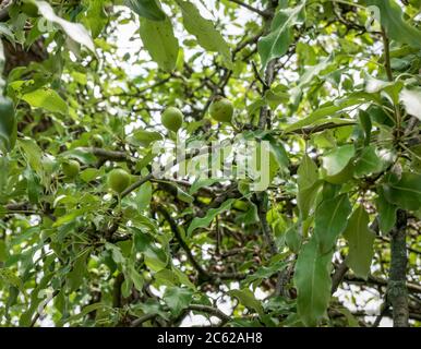 Pyrus elaeagrifolia or the oleaster-leafed pear fruit hanging on a tree branch. Stock Photo