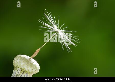 Single dandelion seed Stock Photo