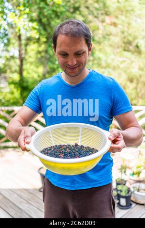 Many picked harvest black ripe mulberries from garden with man gardener hands showing holding fruit bucket basket washing berries with water cleaning Stock Photo
