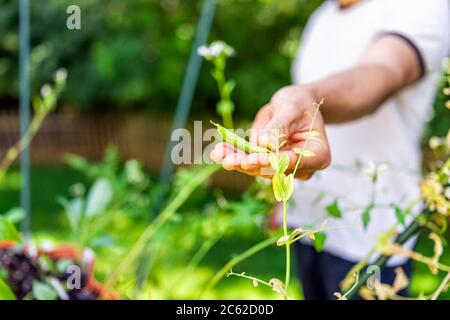 Closeup of man hand holding sugar snap pea ripe harvesting in spring springtime garden green leaves and container potted plant with stakes Stock Photo