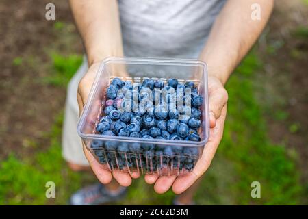 Summer garden farm and man picking berries from blueberry bush showing container box of picked ripe blueberries holding hands above macro view Stock Photo