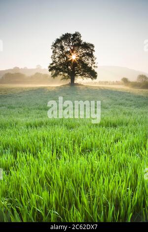 Single oak tree in a field at sunrise Stock Photo - Alamy