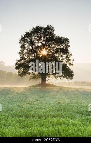Single oak tree in field, Wales, UK Stock Photo