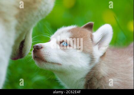 Cute siberian husky puppy and mother in summer Stock Photo