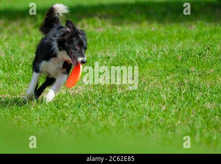 Border collie with frisbie disc on training Stock Photo