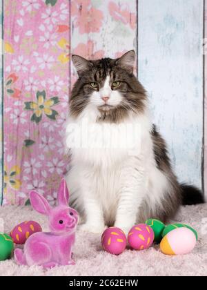 Handsome adult Norwegian Forestcat sitting facing front with Eastern eggs and rabbit decoration. Soft pastel colored wall paper on background and pink Stock Photo