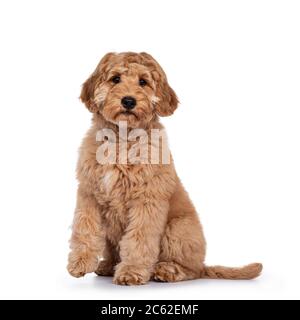 Cute 4 months young Labradoodle dog, sitting side ways with one paw lifted. Looking at camera with shiny eyes. Isolated on white background. Stock Photo