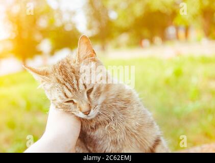 Cute kitten and human hand in the summer day, toned image Stock Photo
