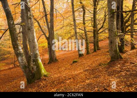 Beech wood in autumn. Birks of Aberfeldy, Perth and Kinross, Scotland, UK Stock Photo