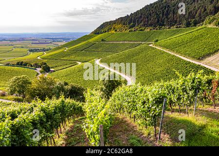 Winery Hans Wiersching in Iphofen, Germany Stock Photo