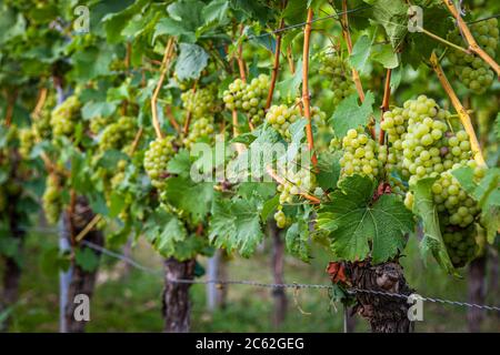 Winery Hans Wiersching in Iphofen, Germany Stock Photo