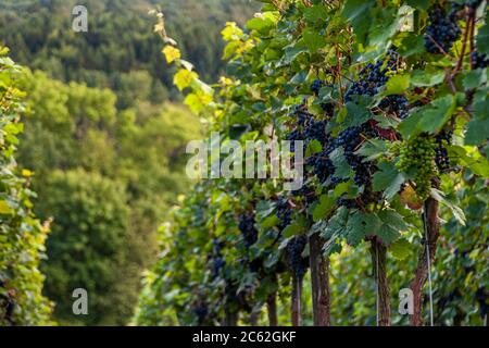 Winery Hans Wiersching in Iphofen, Germany Stock Photo