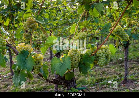 Winery Hans Wiersching in Iphofen, Germany Stock Photo