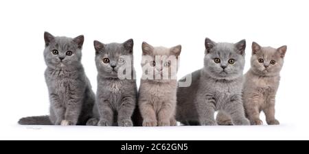 Row of five lilac and blue tortie British Shorthair cat kittens, sitting beside each other. All facing camera and looking at lens with round brown eye Stock Photo