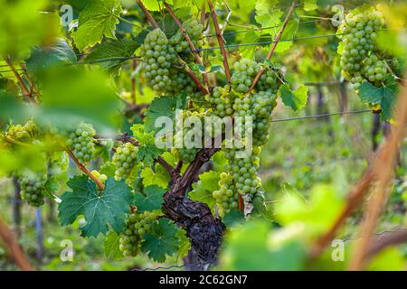 Winery Hans Wiersching in Iphofen, Germany Stock Photo