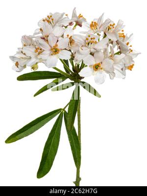 Side view of white Oleander blooming branch. Isolated on white background. Stock Photo