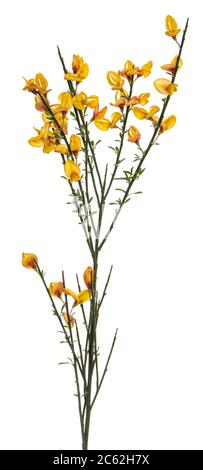 Side view of yellow blooming Broom branch. Isolated on white background. Stock Photo