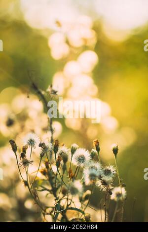 Dry Flowers Of Conyza Sumatrensis. Guernsey Fleabane, Fleabane, Tall Fleabane, Broad-leaved Fleabane, White Horseweed, And Sumatran Fleabane. Close Up Stock Photo