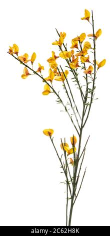 Side view of yellow blooming Broom branch. Isolated on white background. Stock Photo
