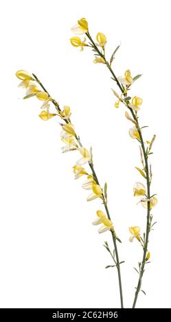 Side view of yellow blooming Broom branch. Isolated on white background. Stock Photo