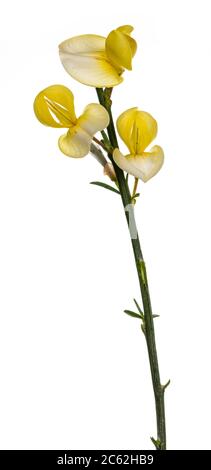 Side view of yellow blooming Broom branch. Isolated on white background. Stock Photo