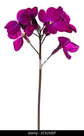 Side view of pink / purple Lunaria Annua blooming branch. Isolated on white background. Stock Photo