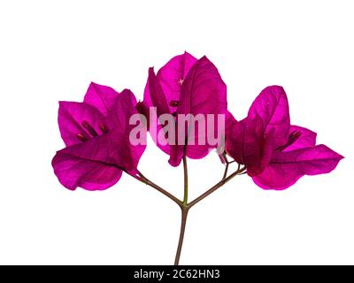 Closu up of blooming pink Bougainvillea flowers, isolated on white background. Stock Photo