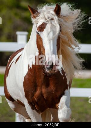 Running long mained gypsy cob front view Stock Photo