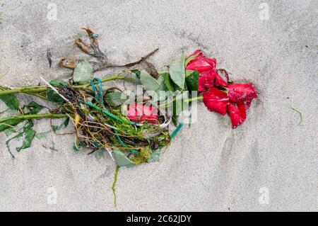 The bedraggled remains of a bouquet of roses washed up onto a beach mixed with seaweed.  At Spiggie Beach in southern Mainland, Shetland. Stock Photo