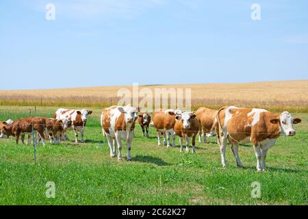 Dairy cows in the pasture Stock Photo