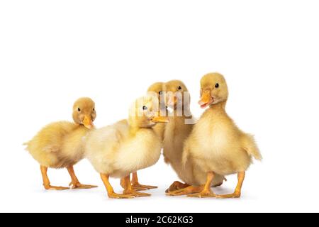 Group of 5 three day old cute Peking Duck chicks, standing in group. Looking towards camera. Isolated on white background. Stock Photo