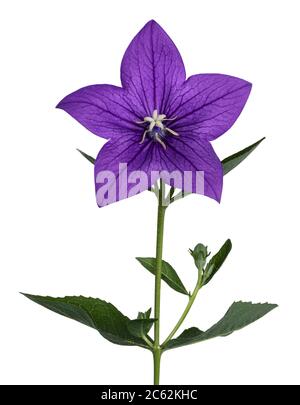 Side view of Balloon flower on stem, isolated on white background. Stock Photo
