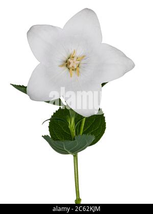 Side view of Balloon flower on stem, isolated on white background. Stock Photo