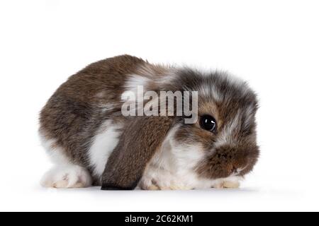 Brown with white spotted rabbit, sitting side ways. Looking towards camera. Isolated on white background. Head down. Stock Photo
