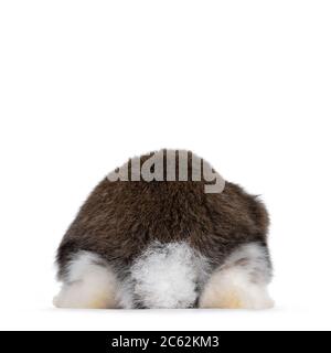 Hiny of brown with white spotted rabbit, sitting side backwards showing tail. Isolated on white background. Stock Photo