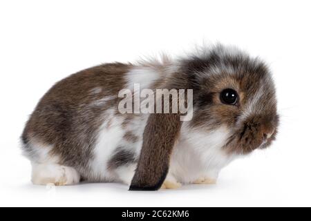 Brown with white spotted rabbit, sitting side ways. Looking towards camera. Isolated on white background. Head up. Stock Photo