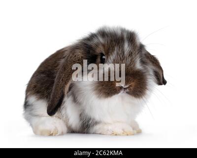Brown with white spotted rabbit, sitting side ways with head turned front. Looking towards camera. Isolated on white background. Head down. Stock Photo