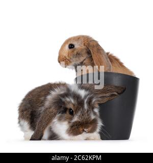 Brown with white spotted and solid brown rabbit, sitting in and beside grey flower pot. Looking towards camera. Isolated on white background. Stock Photo