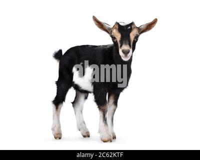 Black baby goat with white and brown spots, standing side ways with head turned to camera. Looking towards camera showing both eyes and ears up. Isola Stock Photo