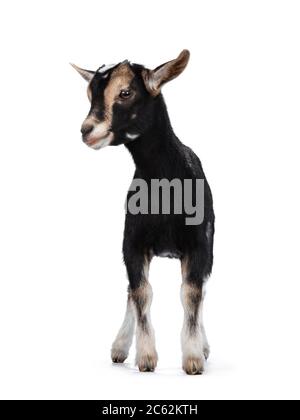 Black baby goat with white and brown spots, standing facing front. Looking to the side. Isolated on white background. Stock Photo