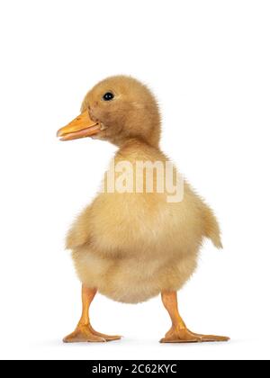Cute 3 day old baby Peking Duck chick, standing facing front. Looking side ways. Isolated on white background. Stock Photo