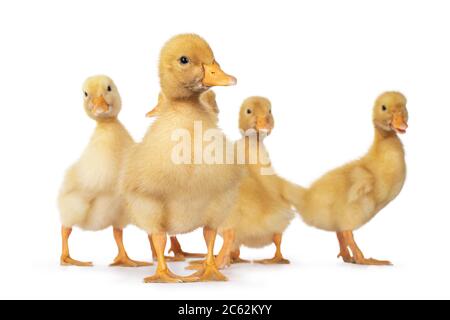 Group of cute 3 day old baby Peking Duck chicks, standing facing front. One leaning and looking towards camera with cute head tilt. Isolated on white Stock Photo