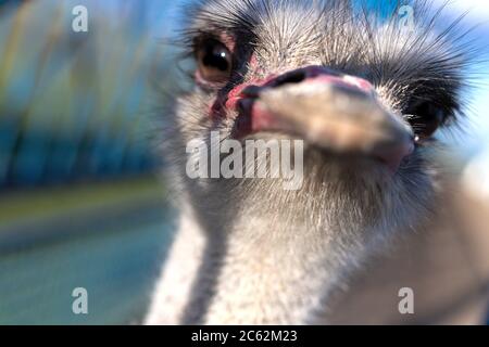 Front portrait of ostrich bird head and neck on the farm. Young bird, background Stock Photo