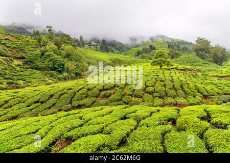 Tea plantation near Brinchang, Cameron Highlands, Malaysia Stock Photo