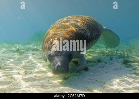 Wide shot of a curious West Indian Manatee (trichechus manatus) turning to check out the diver with a camera in a central Florida spring. As their num Stock Photo