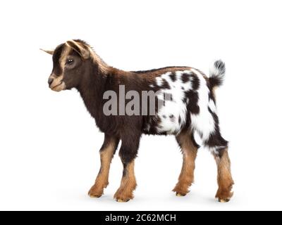 Cute brown with white spotted belly baby pygmy goat, standing side ways. Head up and looking straight ahead. Isolated on a white background. Stock Photo